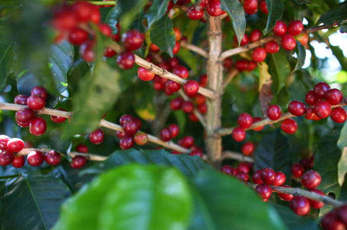 深紅になったコーヒーチェリー