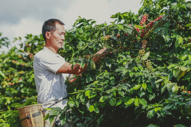 中国のコーヒー農園でコーヒーチェリーを摘む様子