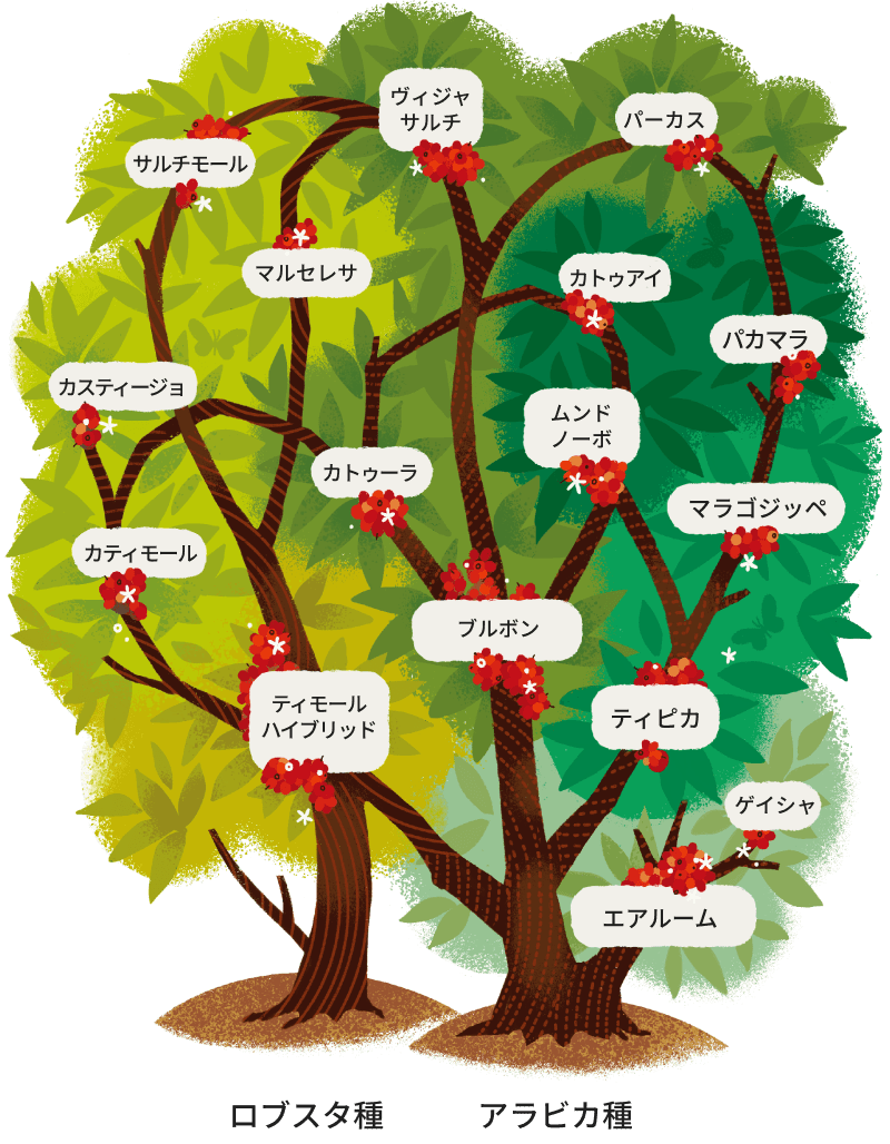 ロブスタ種とアラビカ種の家系図