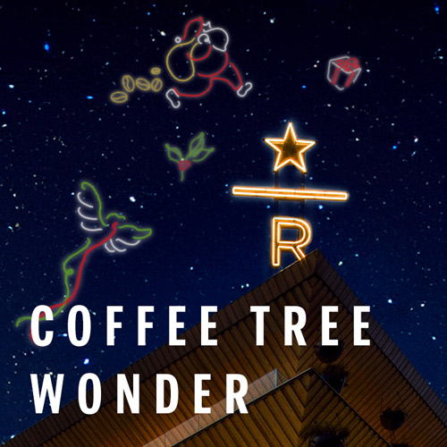 COFFEE TREE WONDER